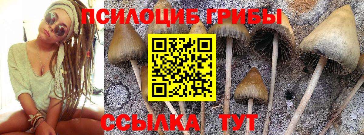 Сызрань  Псилоцибиновые грибы Psilocybe  Вход с VPN 